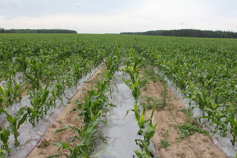 Посев кукурузы под пленку / 19 июля 2013 - Унибокс